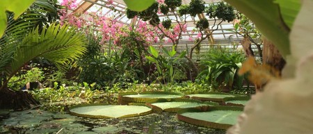 Hortus Botanicus