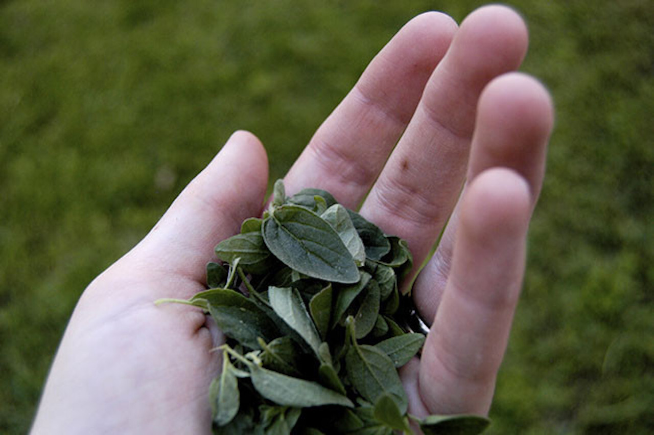 Orégano una planta con grandes beneficios para la salud así como un