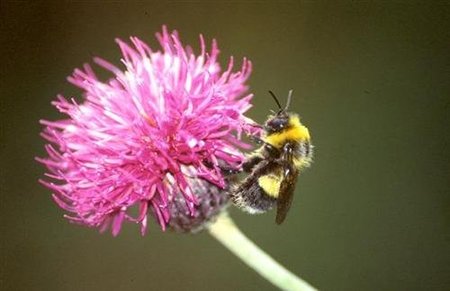 El misterioso caso de los abejorros que perdían el tiempo comiendo cosas que no les nutrían