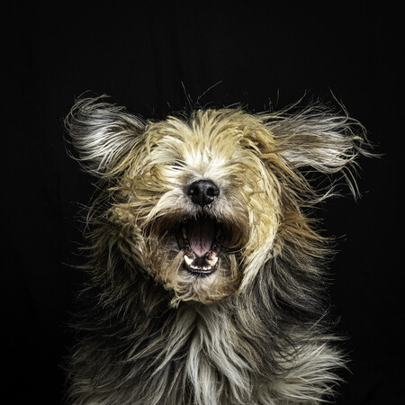 Hetwie Van Der Putten Jumping Hair 00001361