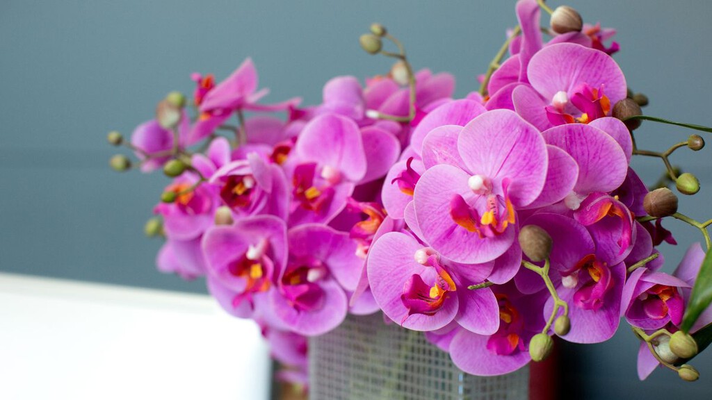Orquídeas fáciles de cuidar: variedades que puedes tener sin ser experto en jardinería