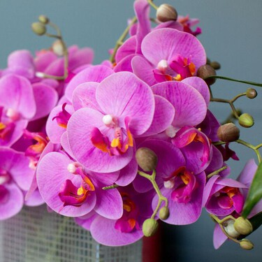 Orquídeas fáciles de cuidar: variedades que puedes tener sin ser experto en jardinería