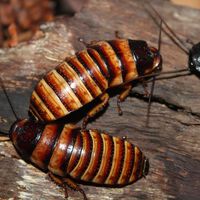 Australia encontró un criadero clandestino de insectos y el resultado fue 100,000 cucarachas decomisadas 