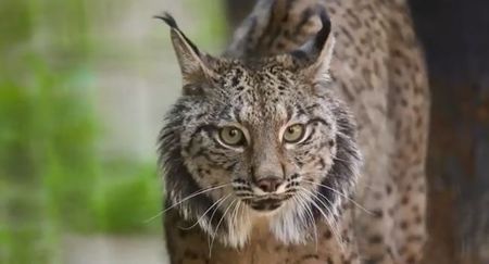 El Zoo de Jerez de la Frontera, un lugar para ver al lince ibérico