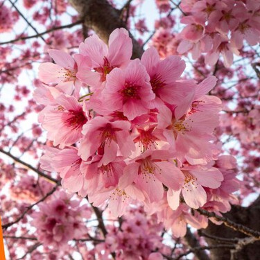 Vive Japón sin salir de CDMX y lánzate al Bazarcito Japonés en CDMX: cuándo y dónde asistir para llevarte tu propio árbol de Sakura