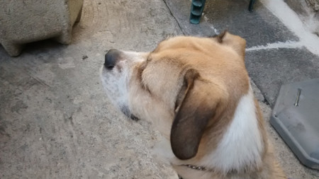 Foto Motorola Moto E