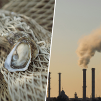 Hay muchas formas de revertir el calentamiento global, pero ninguna tan sabrosa como cultivar ostras a gran escala