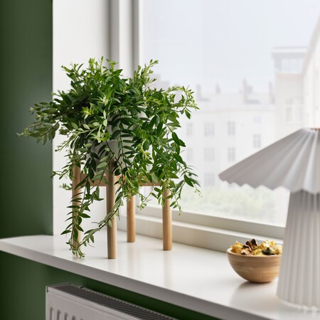 planta