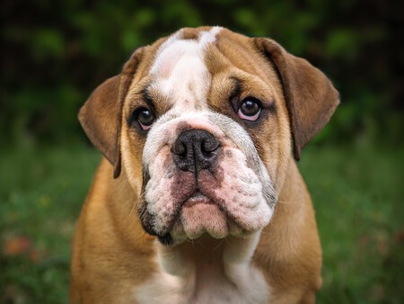 Un ejemplar de Bulldog inglés