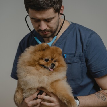 Los veterinarios describen su profesión como "bonita" aunque "emocionalmente dura" 
