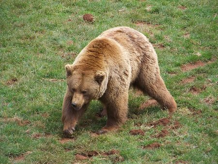 El abrazo del oso