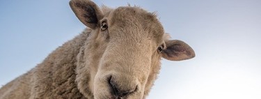 Cómo sobreviven los ganaderos en tiempos de COVID-19, creatividad y sinergias