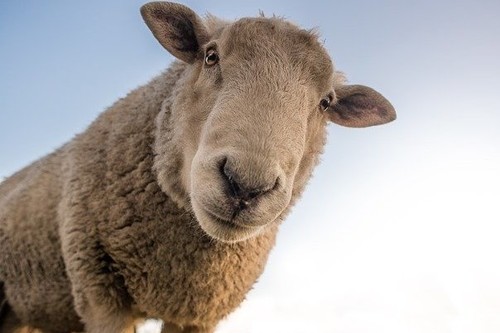 Cómo sobreviven los ganaderos en tiempos de COVID-19, creatividad y sinergias