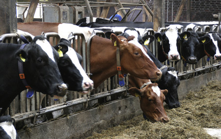 Sí, el consumo de carne tiene un impacto importante en el cambio climático