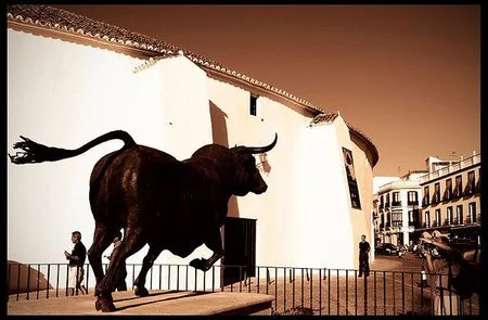 Guijo de Galisteo en Cáceres vota hoy ¡toros o trabajo! 