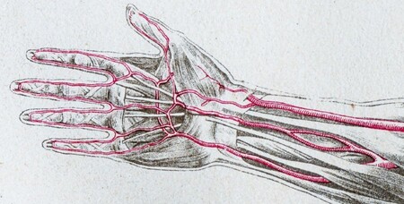 Seguimos evolucionando: cada vez más seres humanos nacen con una arteria extra en el brazo
