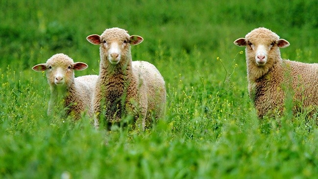 Tres granjas donde alojarte y probar la vida rural de verdad