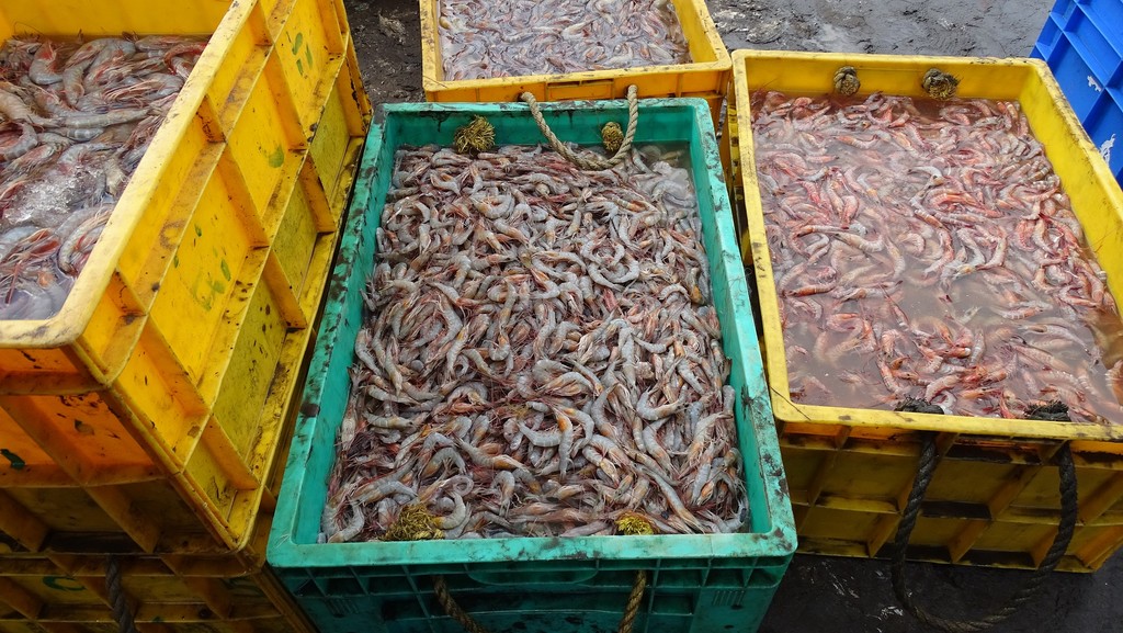 Detectan virus de Covid 19 en paquetes de gambas congeladas ecuatorianas en China. Suspenden su importación