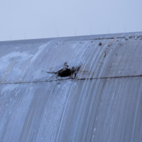 Em 2025, um drone abriu um buraco no domo que protege Chernobyl; o conserto vai custar 500 milhões de euros 