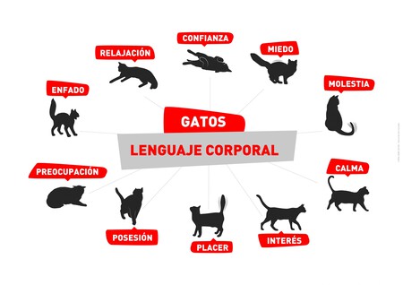 Lenguaje felino