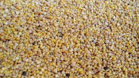 La quinoa, un alimento desconocido con muchas propiedades nutricionales