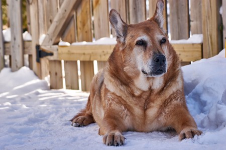 Diabetes En Perros