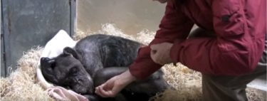 El emocionante video de despedida entre una chimpancé y su cuidador 