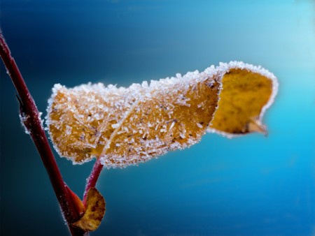 Fotografía invernal: destapa la belleza oculta de la estación más fría del año
