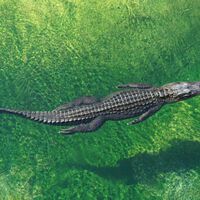 A China precisa de uma "blindagem" barata para desviar projéteis no campo de batalha; e encontrou isso nos crocodilos 