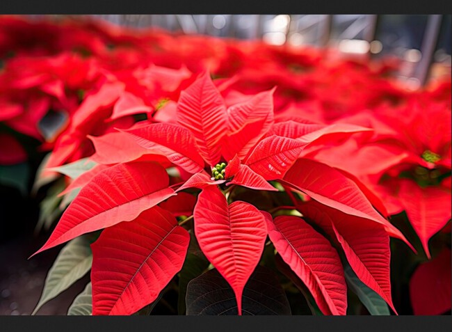 Primer Plano Hermosas Flores Poinsettia Rojas Florecidas Invernadero 123827 27451