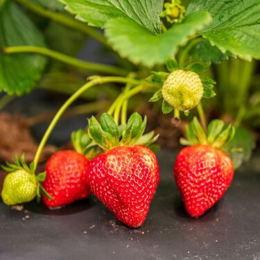 Tus fresas se llenan de flores pero no producen frutos: el problema podría estar bajo tierra 