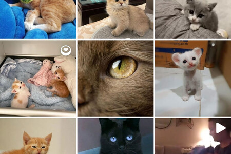 Suficientes fotos de gatitos por hoy: Instagram te invitará a cambiar de tema cuando has entrado en bucle