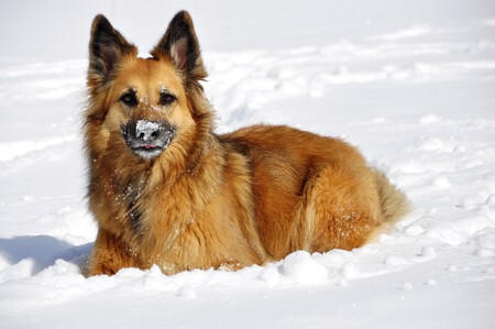 Llevar Perro Nieve Precauciones