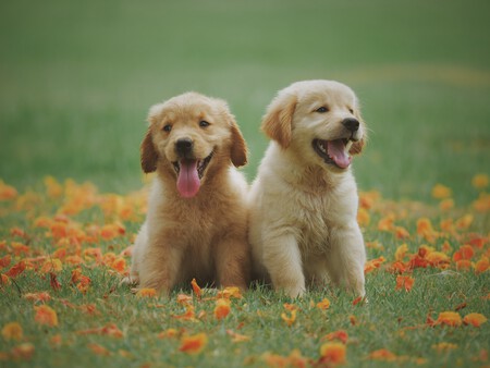 perros-golden-contentos