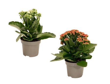 Kalanchoes Aldi