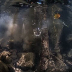 Foto 8 de 10 de la galería mundo-subacuatico en Xataka Foto