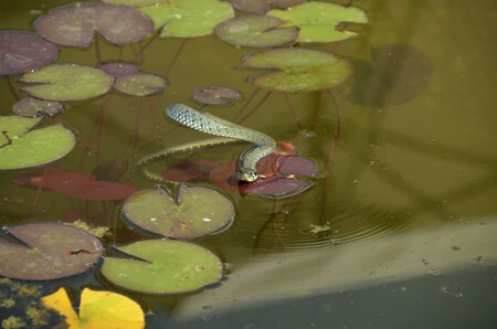 Water Leaf Flower Pond Green Biology 1283003 Pxhere Com