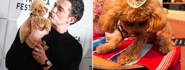 Orlando Bloom, actor: "Mi perro, Biggie, es maravilloso; regula mi sistema nervioso, me ayuda a mantener los pies en la tierra y aporta calma a mi día a día" 