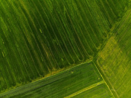 cultivo