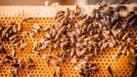 Caballos salvajes, abejas y deportivos. Lo último de Porsche es miel natural pura de la Granja San Leipzig