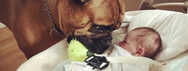 La emotiva demostración de amor de un perro al nuevo bebé de la casa: le da su juguete favorito cada vez que llora