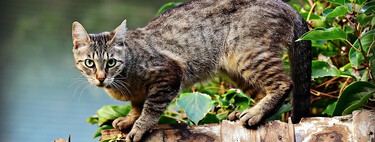 Marineros, vikingos y legionarios: así se expandió y nos conquistó el gato doméstico en Europa