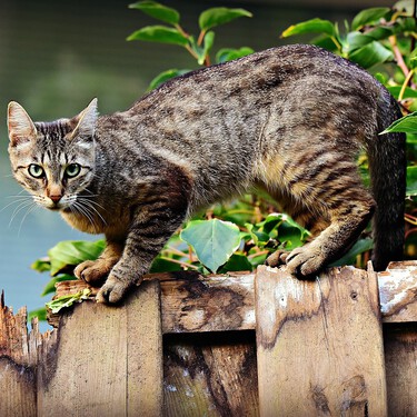 Marineros, vikingos y legionarios: así se expandió y nos conquistó el gato doméstico en Europa