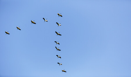 pájaros