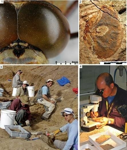 Se encuentran los ojos fósiles más complejos y antiguos del mundo