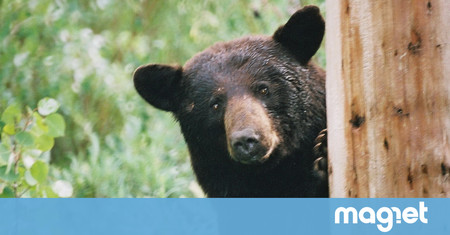 Qué hacer si te topas con un oso en medio del bosque: manual de instrucciones para salir con vida