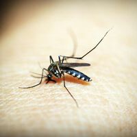 Probar los trucos antimosquitos más virales de TikTok parecía una buena idea. Hasta que lo hice 