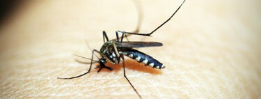 He probado los trucos antimosquitos más virales de TikTok para que tú no tengas que hacerlo