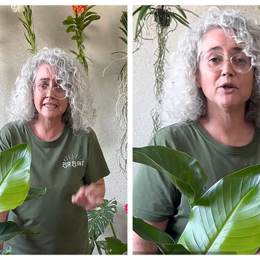 Una experta en jardinería revela cómo eliminar la cochinilla algodonosa de las plantas: “La clave está en este tratamiento” 