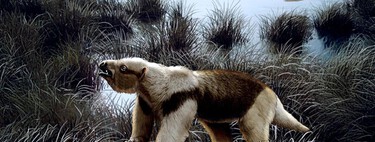 Lo que suponíamos de las olas de extinción masiva en mamíferos hace 34 millones de años no era tan así: qué pasó en Sudamérica entonces 